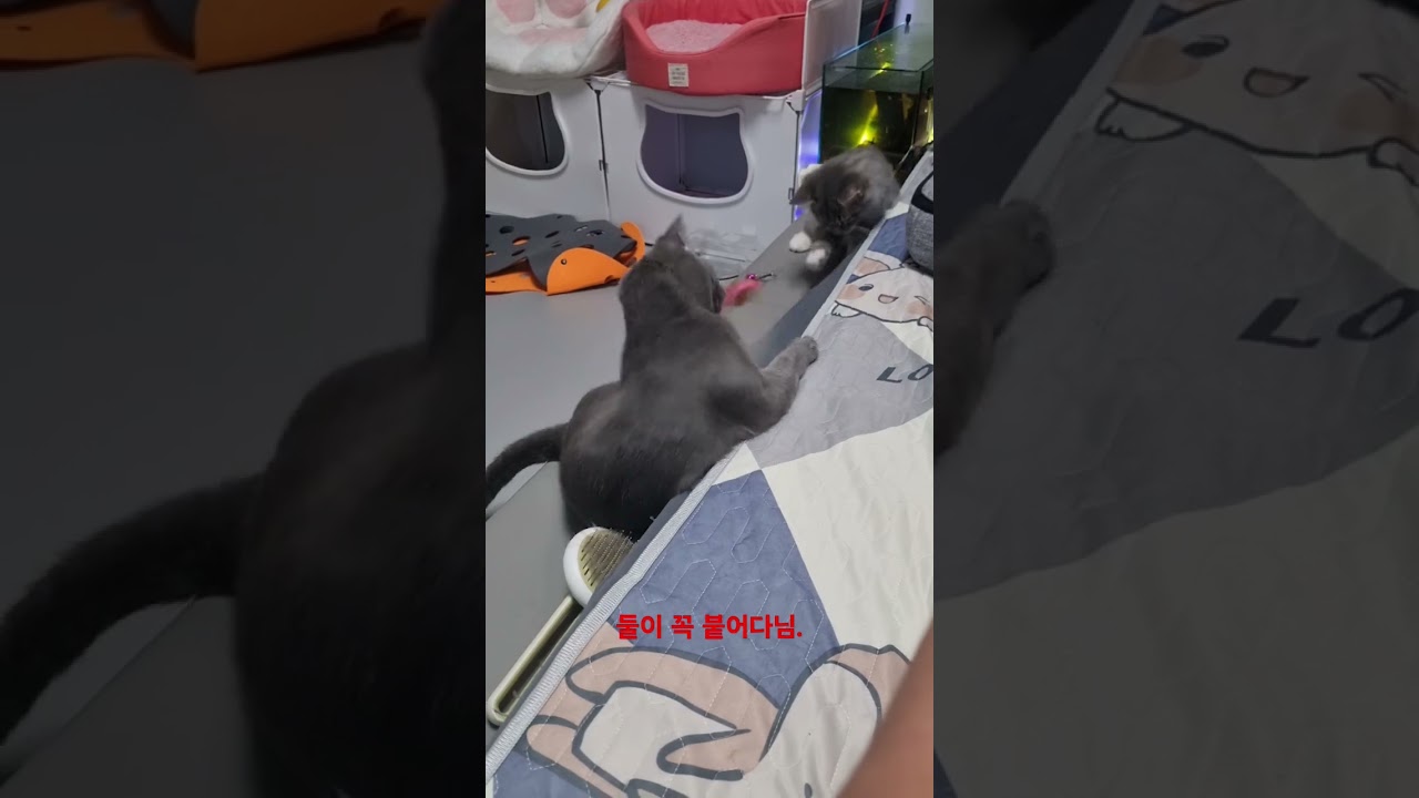 그냥주구장창 붙어다님