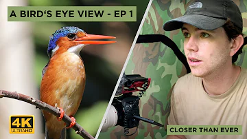 Malachite Kingfishers | A Bird's Eye View - Episode 1