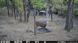 Create the Ultimate Trophy Buck Playground in Front of Your Stand