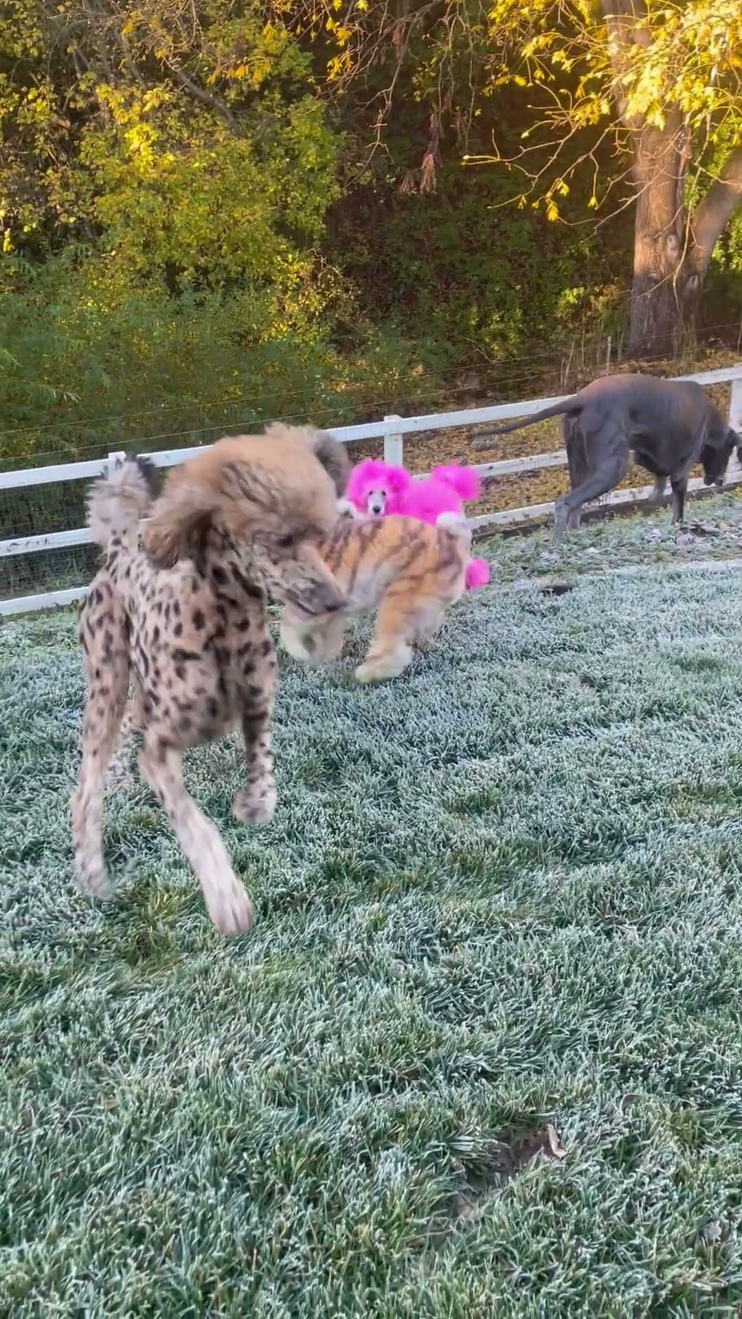 Creatively Groomed Poodles Play In Morning Frost || ViralHog