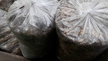 Quy trình ủ cỏ, thân ngô, bã mía cho trâu.