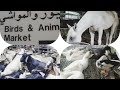 Birds And Animal Market Sharjah 
