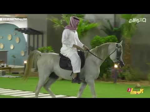 دخولية مجموعة سين كاملة كاريزما48