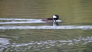 Hooded Merganser on the move, Milne Dam, Markham ON, Oct 26, 2020