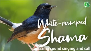 Amazing White-rumped Shama Bird Song Singing And Chirping