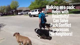 04 Loose leash pack walk with Aaron of @ik9trainers551