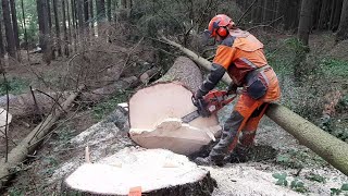 Chainsaw Husqvarna 560XP  VERY DANGEROUS FELLING