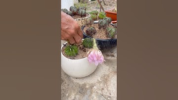 Chăm sóc cây xương rồng ra hoa #canhphong #trunquecanhphong #trangtraicanhphong #nongdan2k7