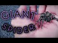 Hunting Taiwan Giant Spider!!! Daytime Hunting