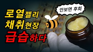 무항생제 무농약 진짜 로열젤리 채취현장 만나보세요[약초방송]