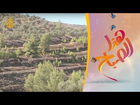 🌅 هذا الصباح - قطف الزيتون في فلسطين.. يشارك فيه الكبار والصغار والموظفون