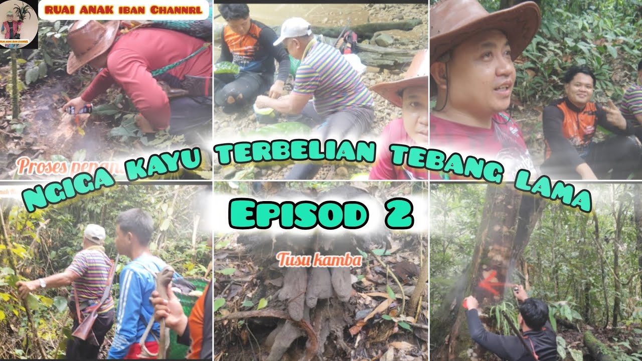 NGIGA KAYU TERBELIAN TEBANG LAMA EPISOD 2
