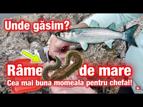 Video: Somon de la Marea Neagră. Habitate, pescuit, pescuit