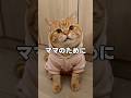 ママのために変わります！#子ネコ #猫動画 #猫のいる暮らし #cute #cat
