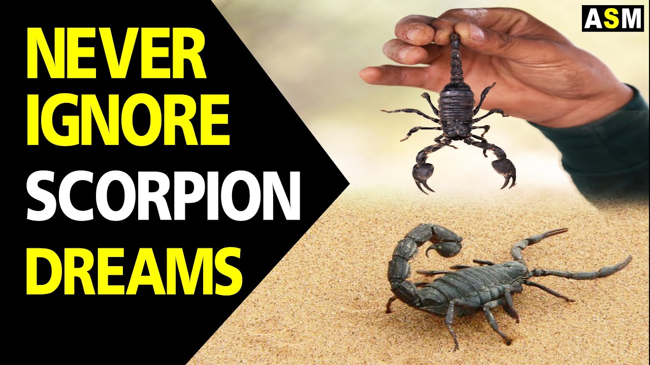 What Does Scorpion Dream Meaning Dreaming Of Scorpion Scorpion 
