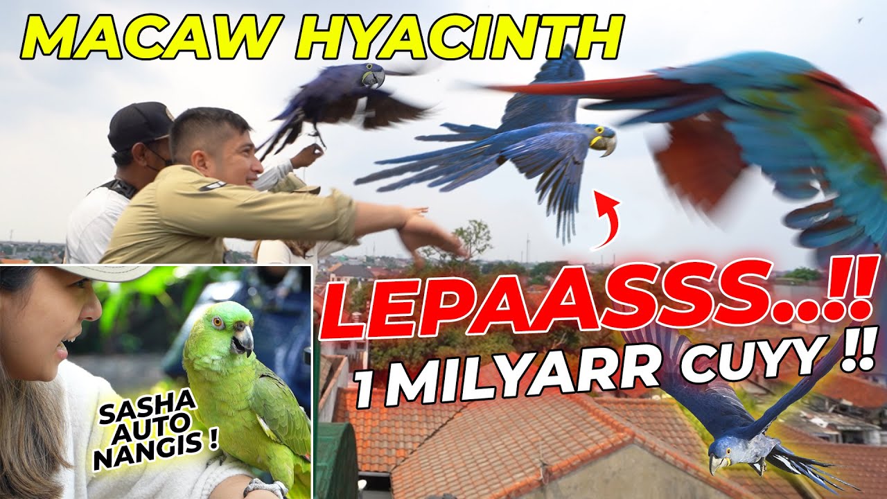 TEGANG !! PERTAMA KALI FREE FLY DUA EKOR MACAW HYACINTH DI JOGLO..GAK BALIK!? BURUNGNYA BISA NANGIS!