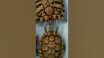 Cuddling Turtles 🐢