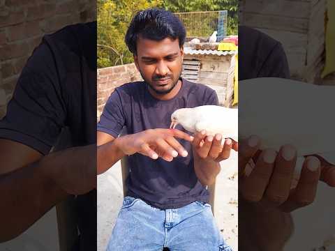 হাতে করে সুলতানকে খাবার খাওয়াতে গিয়ে আমার সাথে কি করল এটা 😞🕊❤️‍🩹 #viralvideo #sad #short #pigeon