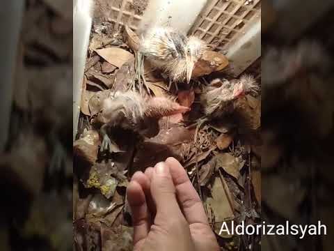 Baby Burung Kuntul Jawa Blekok Putih Bangau Putih Jinak Youtube