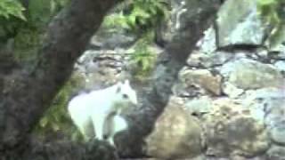 dramatic squirrel