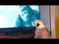 Just two bulldogs watching King Kong...again