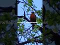 Bird chirping in Backyard n Apple Flowers. #shamshermannbti