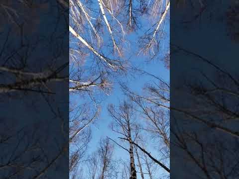 Video: Birch Batu (22 Foto): Di Mana Birch Erman Tumbuh? Deskripsi Birch Di Kamchatka, Penanaman Dan Perawatan Kamchatka Birch