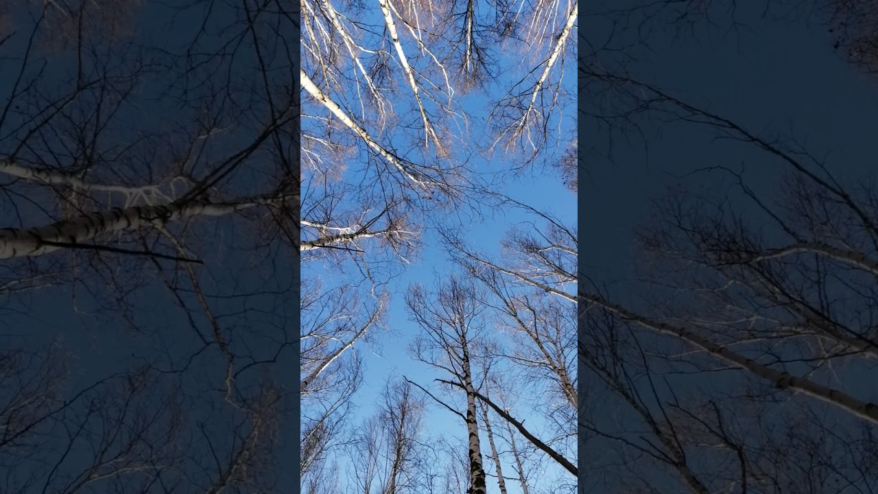 The white Forest. White birch trees of Kamchatka. October (Белый лес. Белые берёзы Камчатки.)
