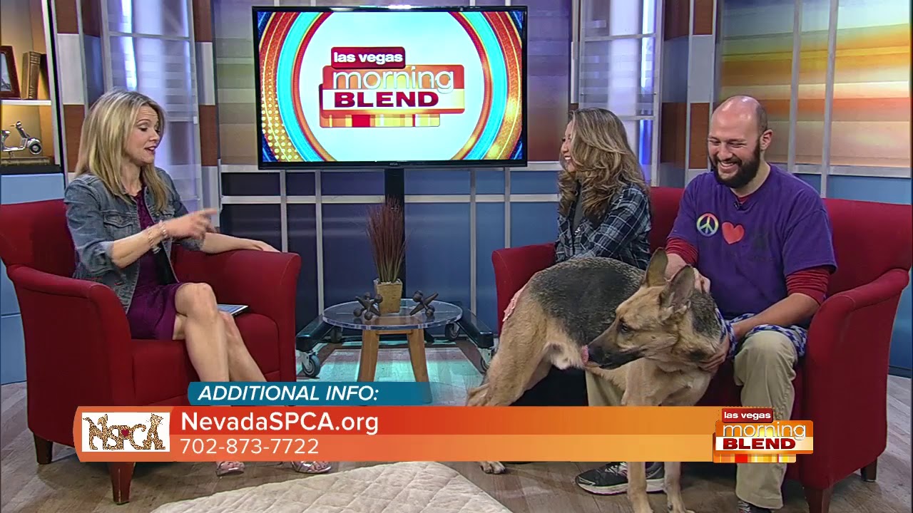 Where To Adopt A Pet In Las Vegas