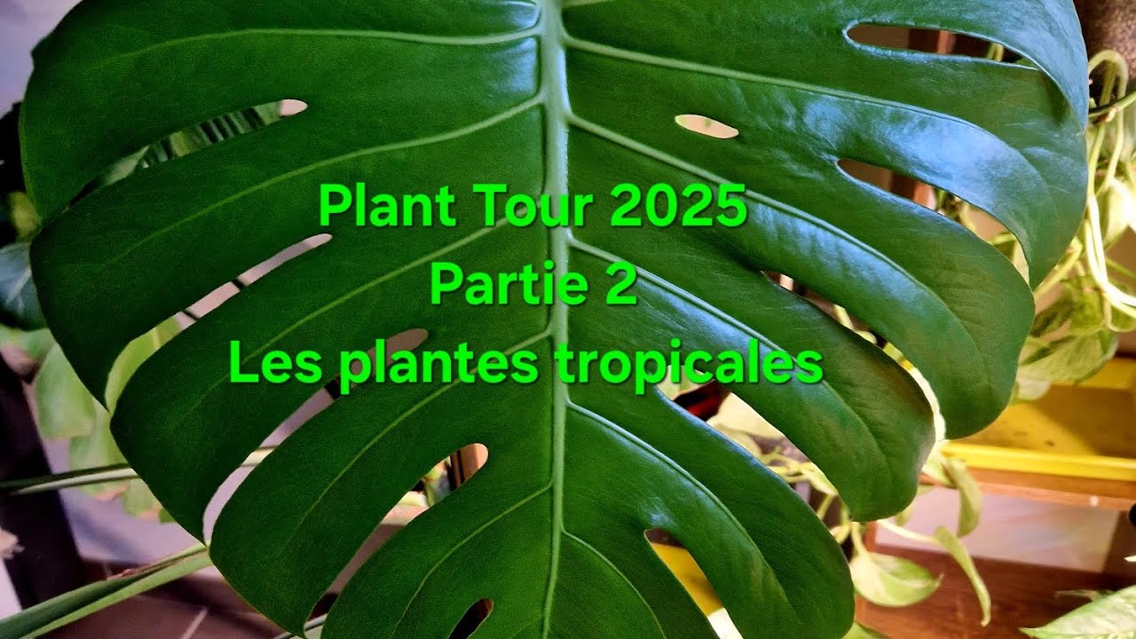 PLANT TOUR 2025/Deuxième partie /Les plantes tropicales 💚