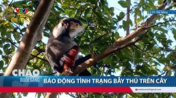 Báo động tình trạng bẫy thú trên cây tại Sơn Trà, Đà Nẵng | VTV24