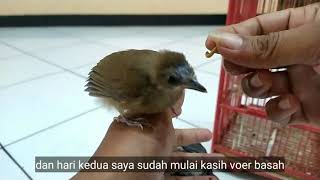 Download Lagu Meloloh anakan burung pelanduk semak/cingcoho MP3