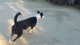 pakistani bully attack mode
