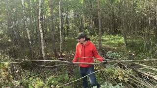 Очистка моего участка 30 соток от деревьев | Clearing My 3000 m² Plot from Trees | Timelapse