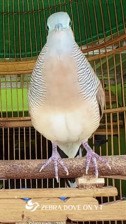 Perkutut Lokal Gacor Suara Sangat Ampuh - Menarik Perkutut Gacor Dengan Cepat!