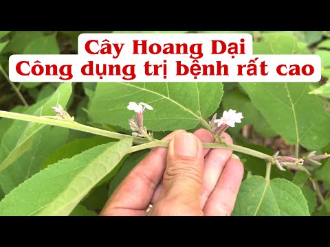 Video Cây Hoang dại Công Dụng trị bệnh thì rất cao. PHAN HẢI... - youtube