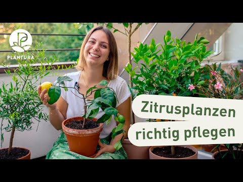 Video: Zitrusbäume im Innenbereich - Tipps für den Anbau von Zimmerpflanzen mit Zitrusfrüchten