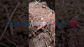 Garden dirt.  Dirty life. ❤️🚜 Creating soil vs buying bagged. #offgridgramma #offgridlife #soiltips