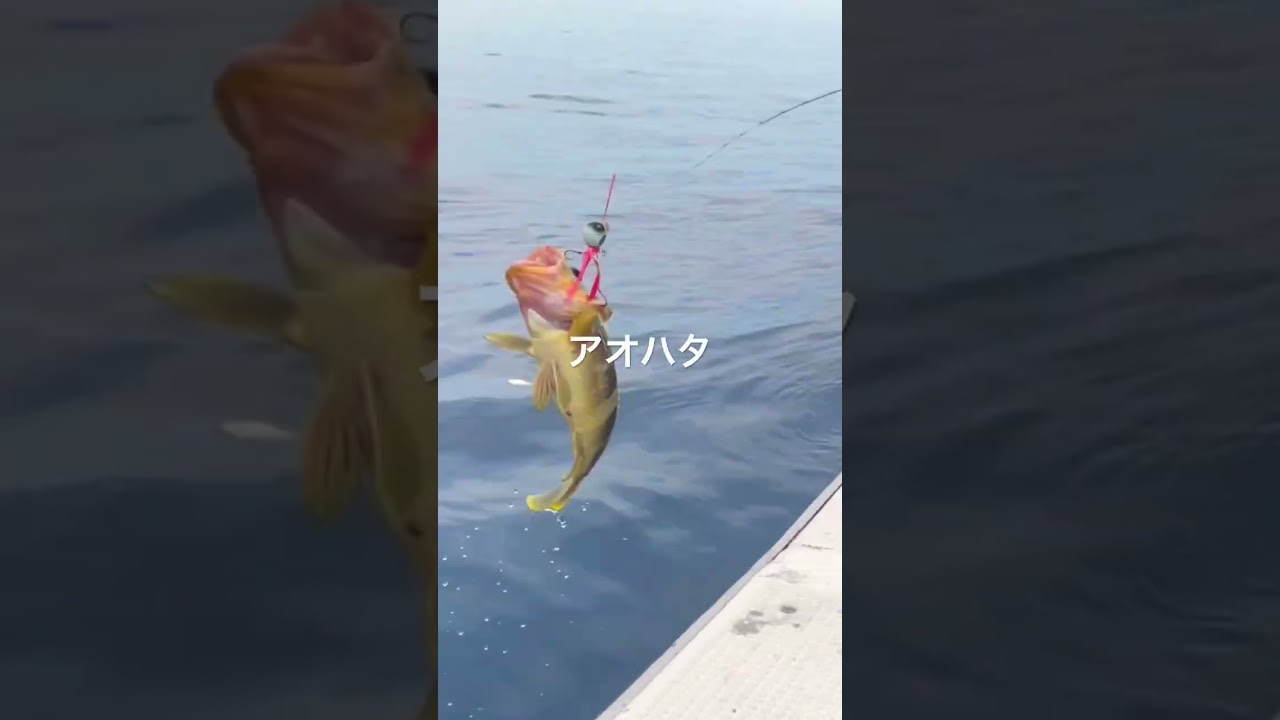 釣れた！アオハタ！
