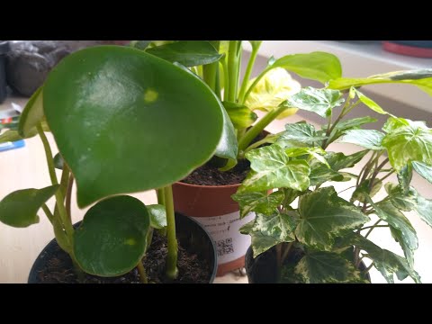 Комнатные растения из