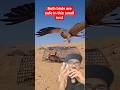 These two birds are safe from Falcon attacks because they have an iron dome. #animals #hewan