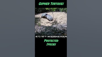 Gopher Tortoise Battle on Trail Cams
