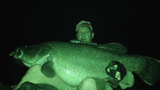 Attack of the Giant Murray Cod - ABC Radio