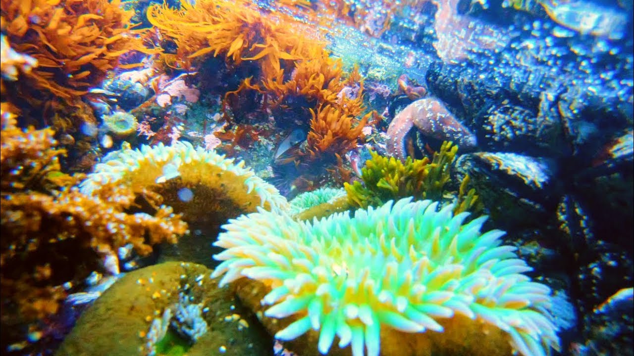 BREATHTAKING TIDE POOLS in Crescent City, CA // GoPro HERO 7 Black Hypersmooth 4k