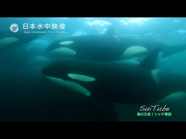 海の王者！シャチ軍団 野生のシャチの群れ suitube7!A pack of Orca