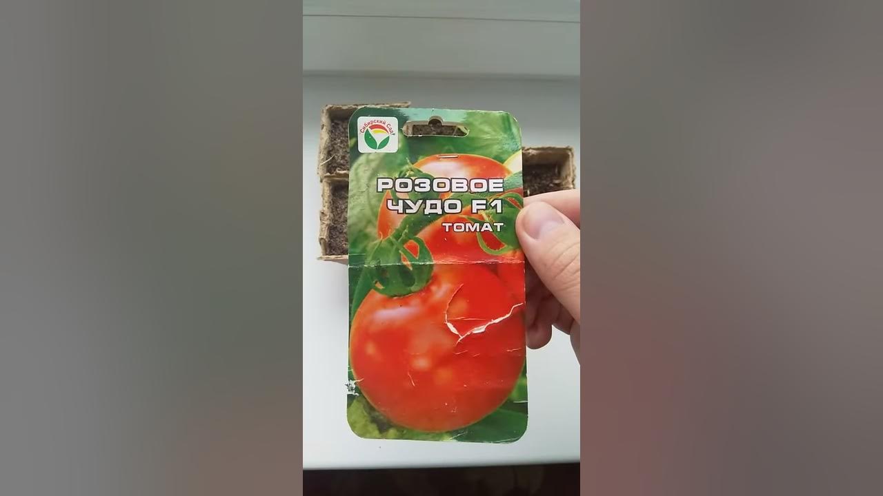 Томат Розовое Чудо F1. Из просроченных семян. Сколько взошло. - YouTube