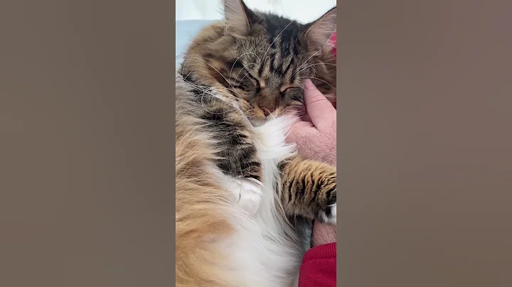 Video 11371791: adorable maine coon