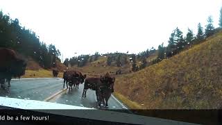 How to Handle Buffalo (Bison) Traffic