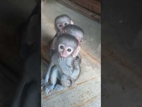 baby orphan monkeys