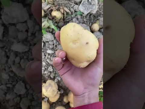 Potatoes from the garden картошка 🥔#potato #картошка #деревня #халяль